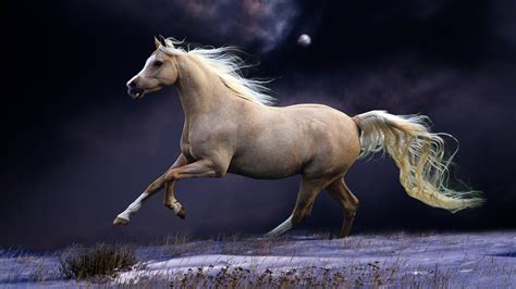 4K Horse Wallpapers .